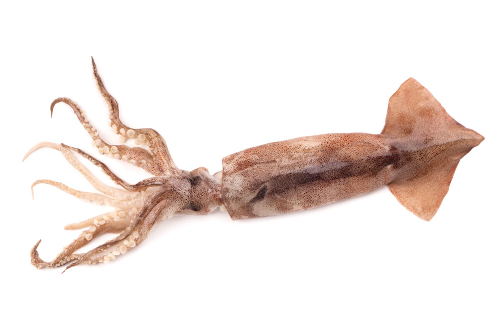 Calamari