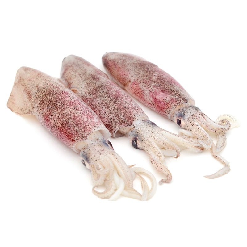 Calamari interi sporchi Marocco