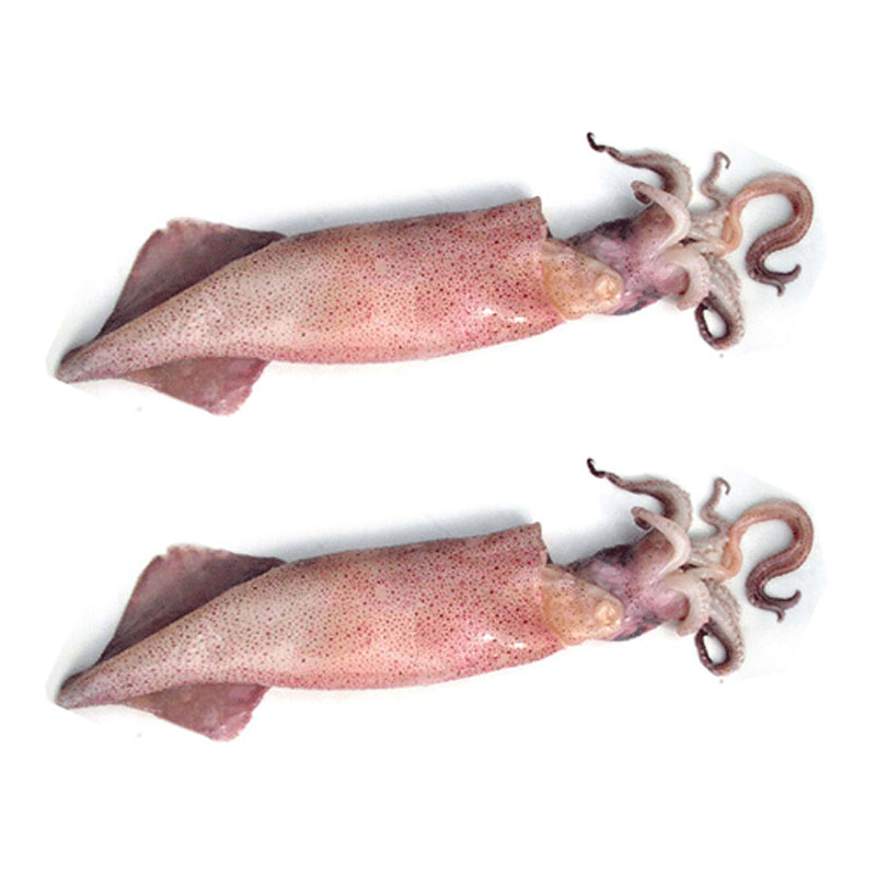 Calamari interi sporchi Sud Africa