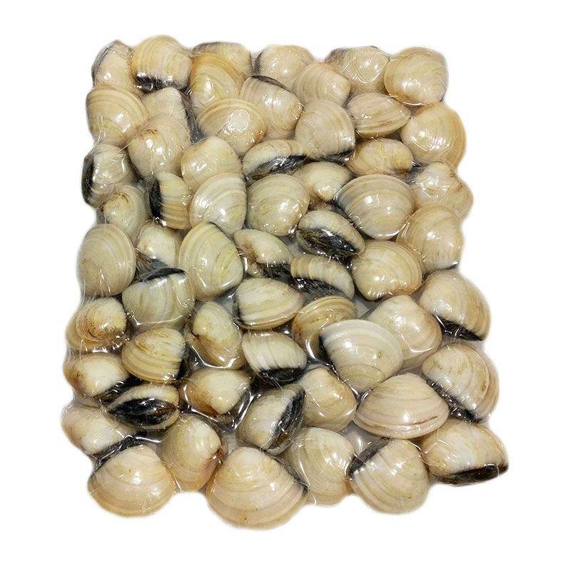 Vongole con guscio bianche del Vietnam