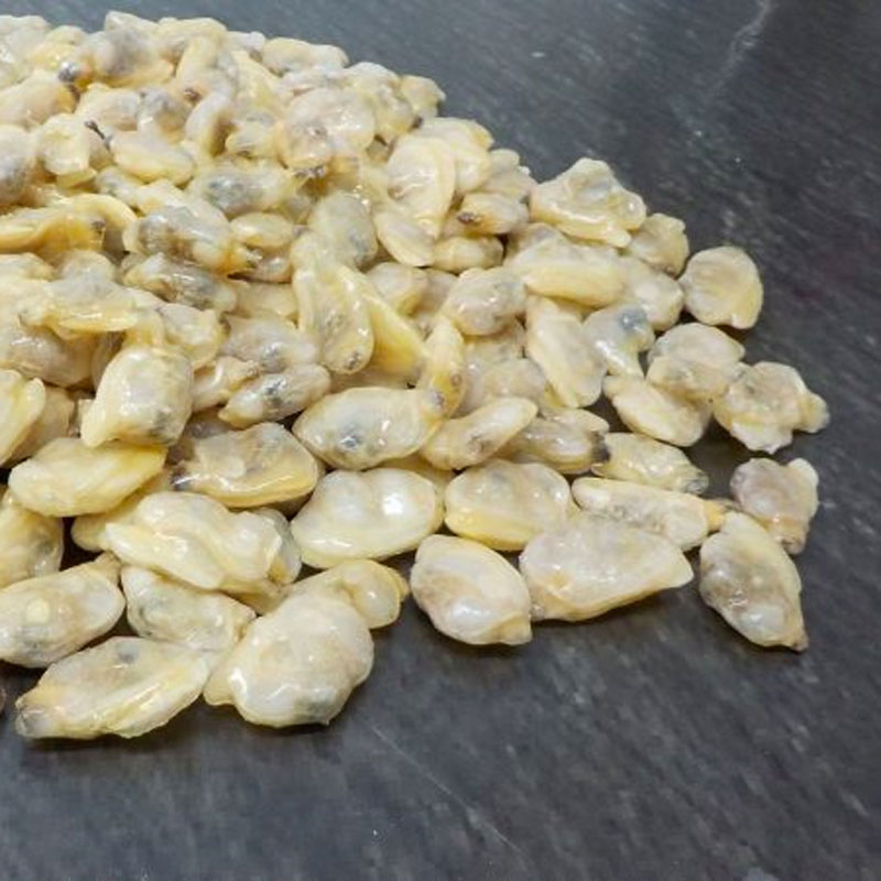 Vongole sgusciate PAPHIA Vietnam